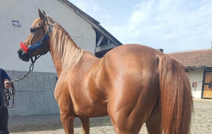 Horse 1
