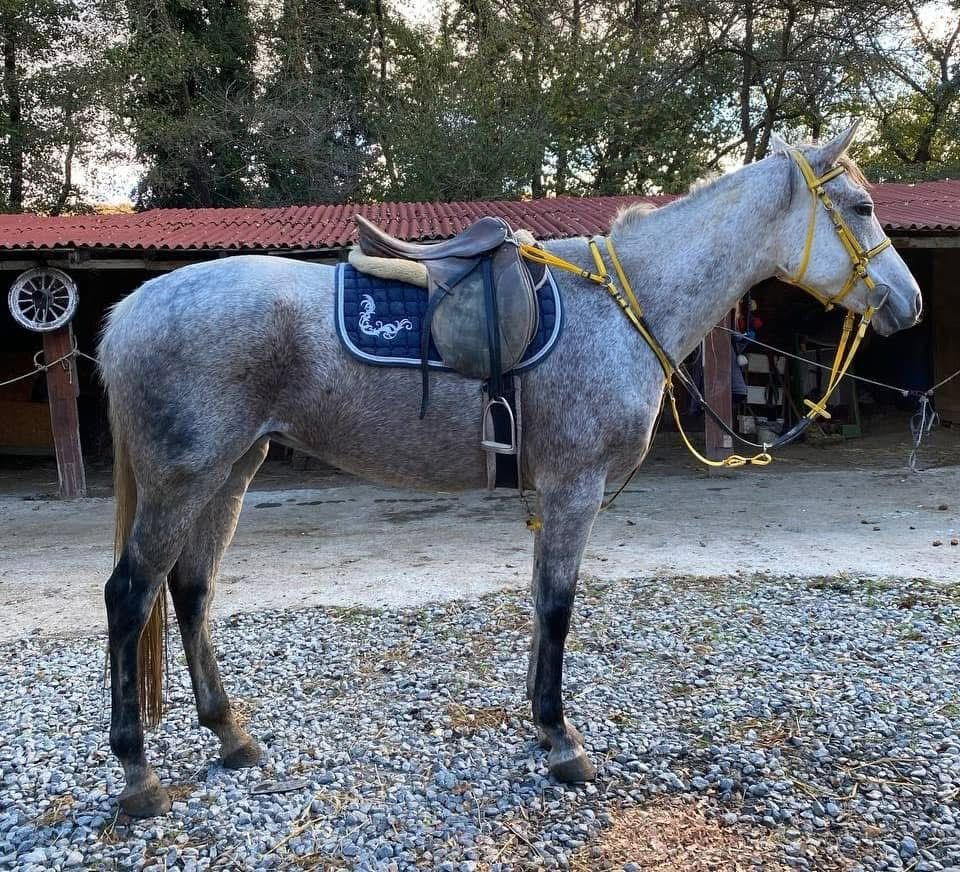 Horse 2