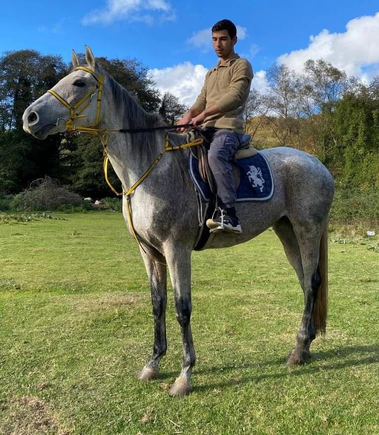 Horse 3