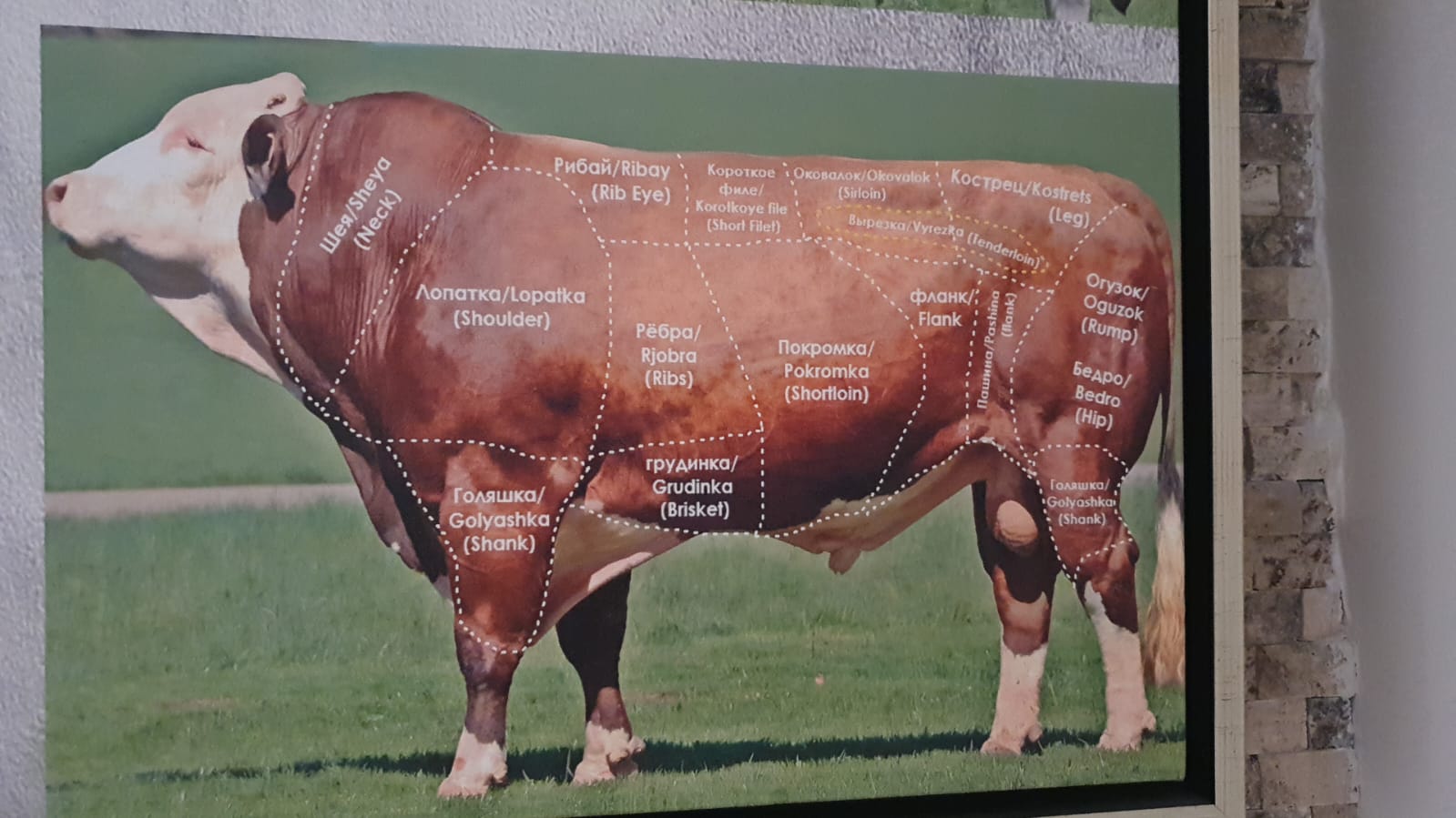 Cattle 1