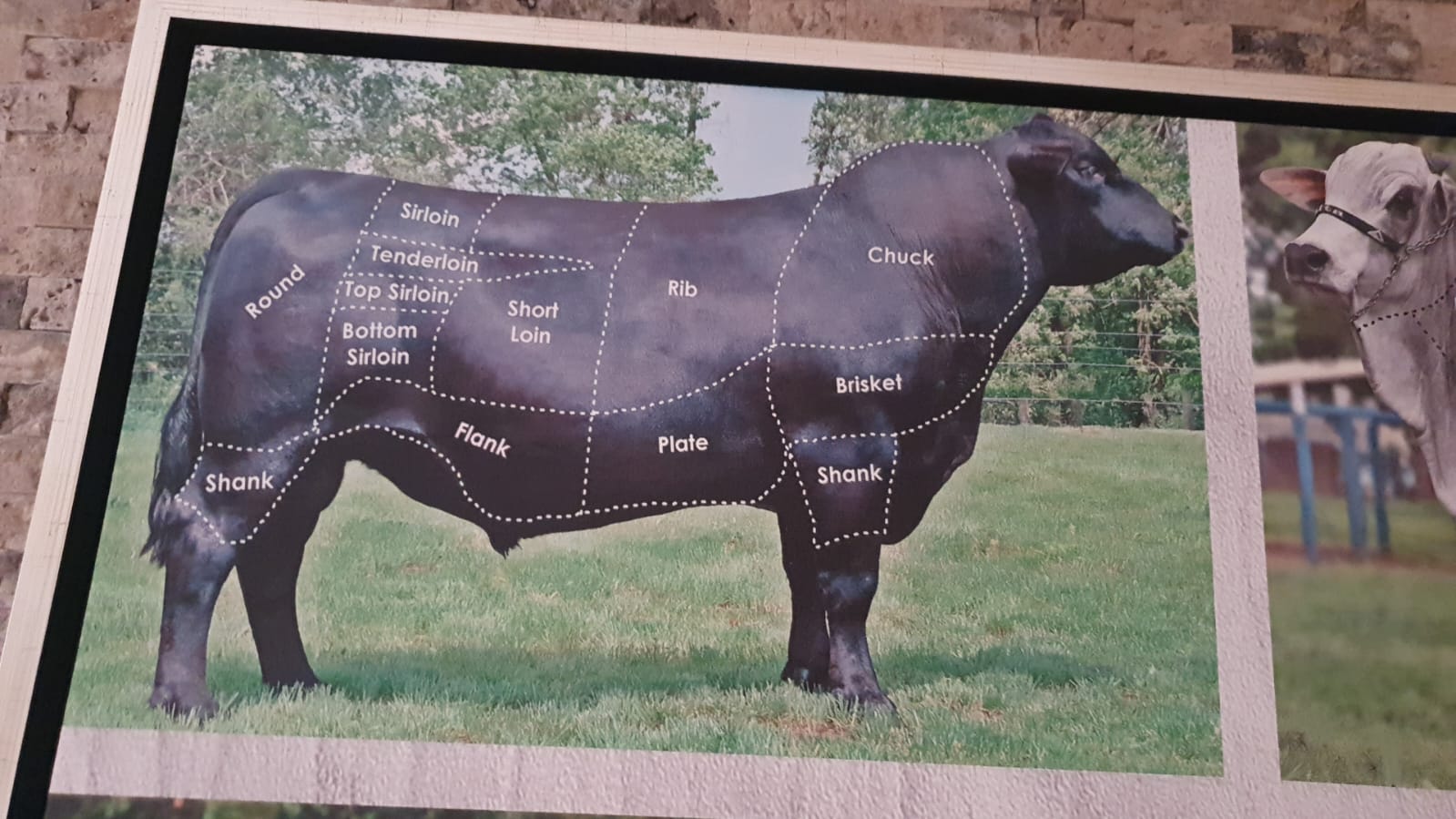 Cattle 3