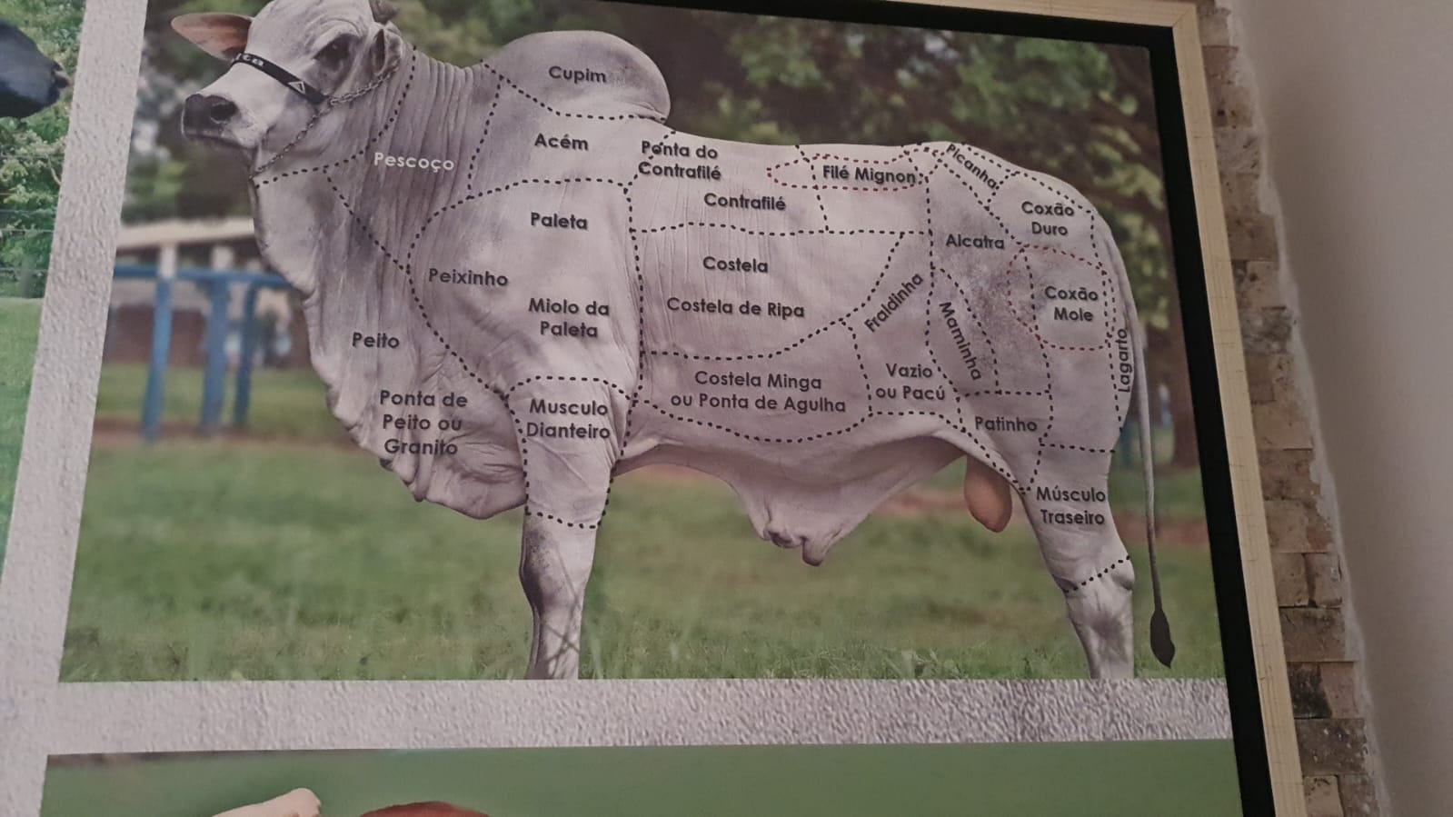 Cattle 4