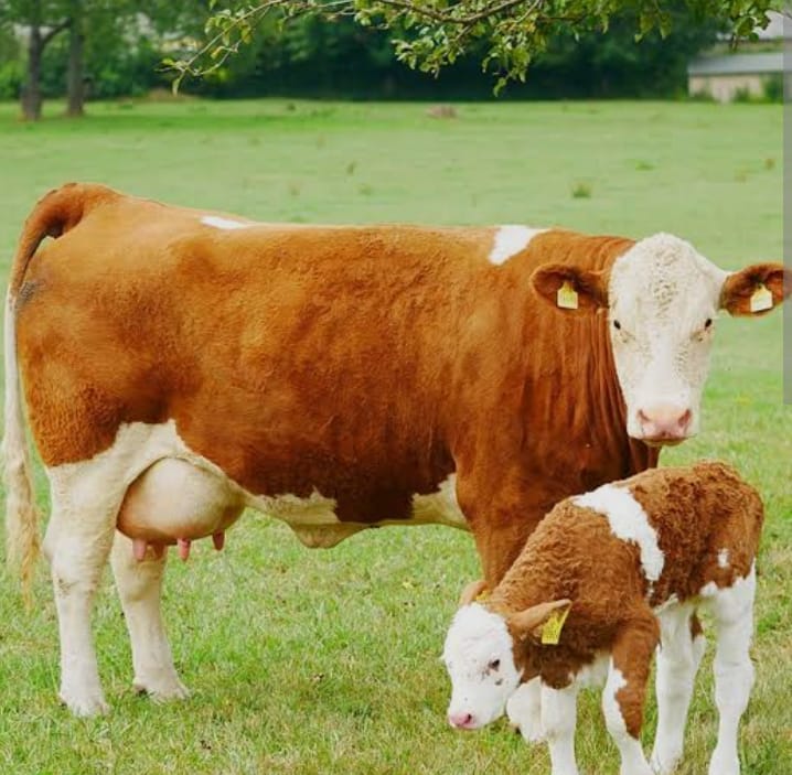 Cattle 5