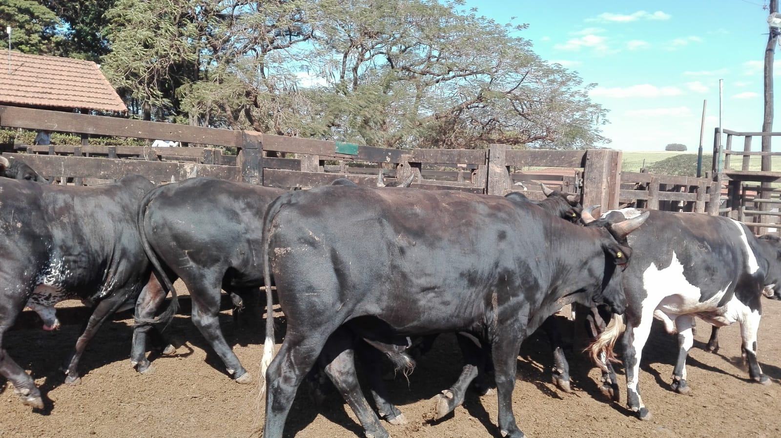 Cattle 6