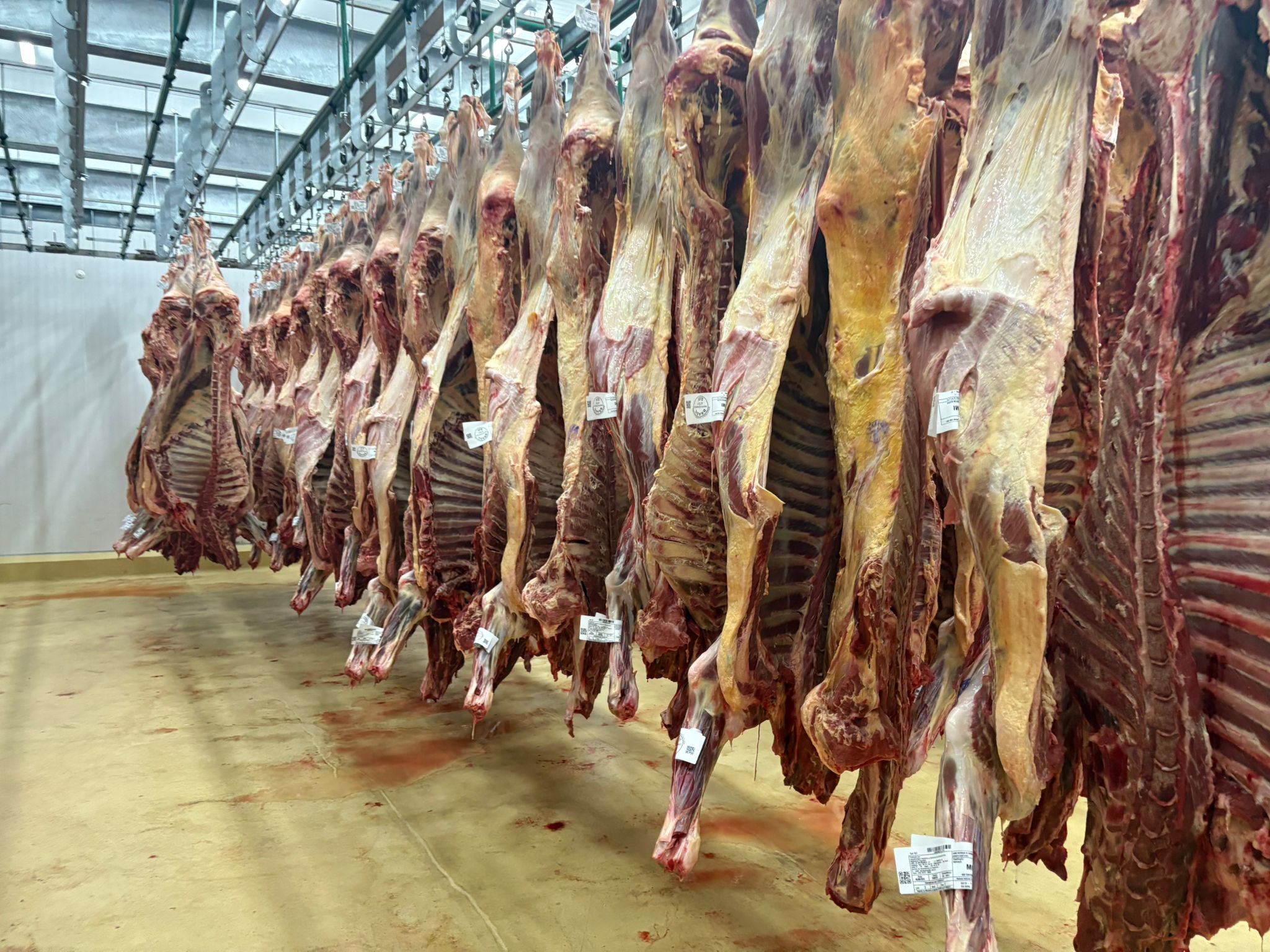 Meat gallery 3