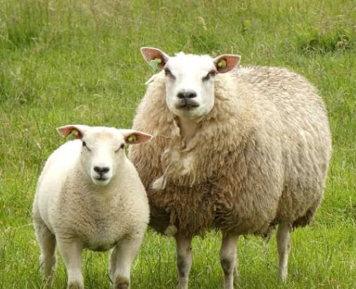 Small ruminants 1