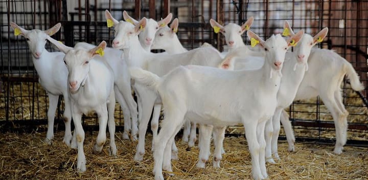 Small ruminants 2
