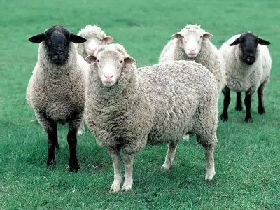 Small ruminants 3
